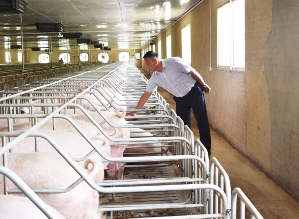 02-有了“智慧养猪”技术，只需要6个工人就可以高水平地管理一个年出栏10000头的养猪场.jpg