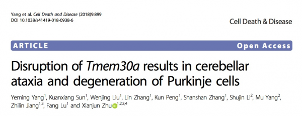 医学院朱献军教授团队共济失调研究成果在Cell Death & Disease发表