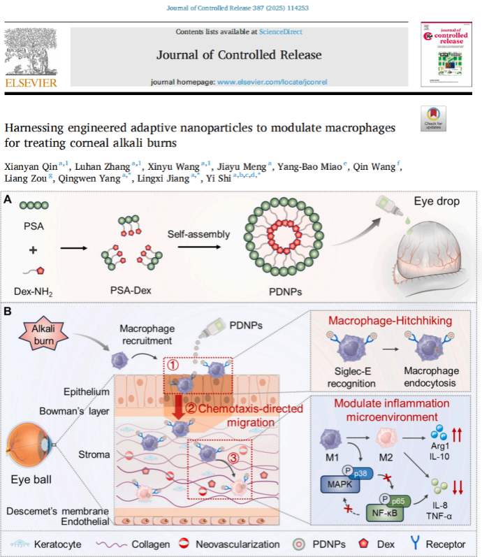 医学院石毅教授团队在Journal of controlled release发表最新研究成果