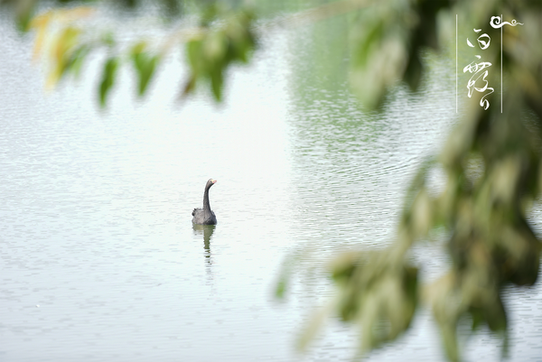 白露.png 白露.png