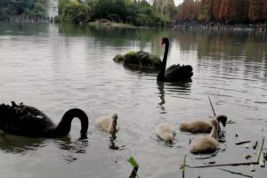 新京报:成都一高校拟于明年增设劳育课，学生喂养天鹅或可赚学分