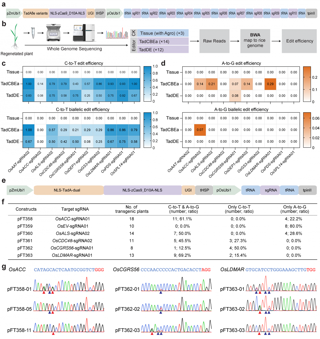 TadCBE-fig4_V2_画板 1.png 27ab0eaeca8b757360e0df1475d3c04f_cf5a2.p