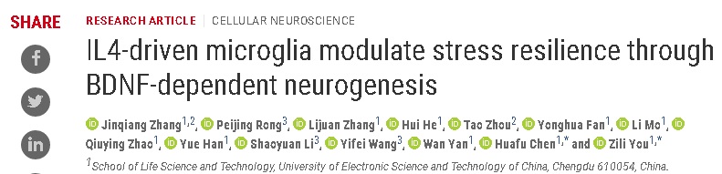 游自立教授实验室在Science advances发文诠释小胶质细胞在抗抑郁中的作用
