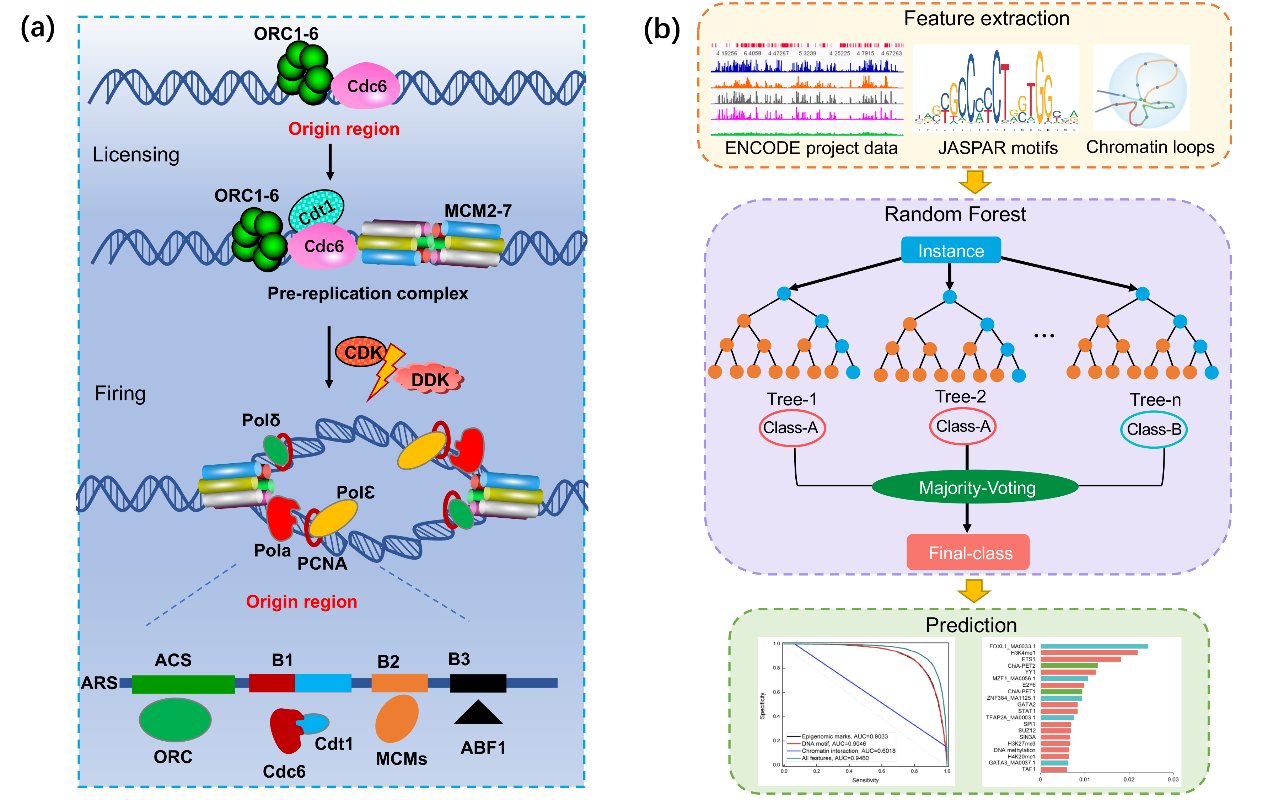 生命学院博士生在Research上发表研究成果