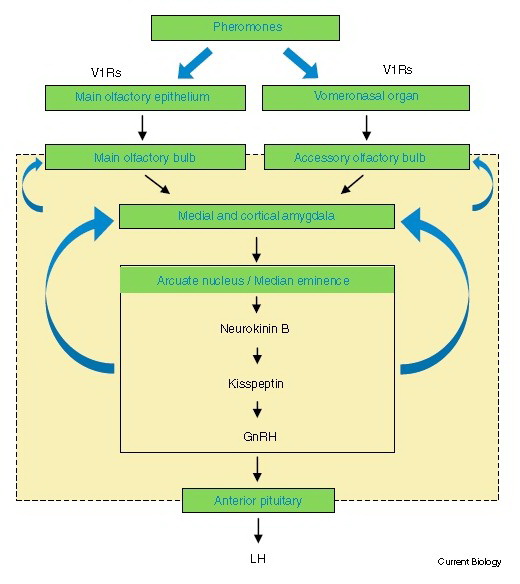 Keith Kendrick教授在《当代生物学》发表论文