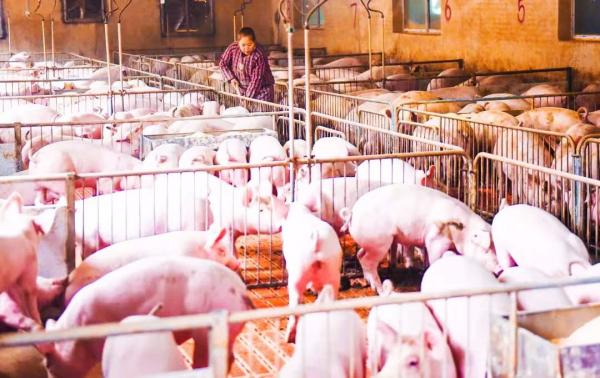 猪场内部 (3).jpg 31db59bf83bcddc031f05fcd8c778c58.jpg