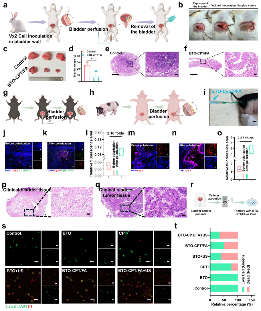 医学院石毅教授团队在Nature Communications上发表医工结合新成果
