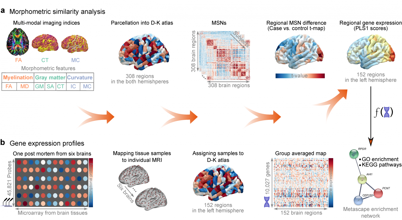陈华富教授团队在《自然-通讯》发表论文