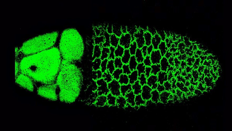 刘贻尧、李顺团队在Nature Communications发表研究成果