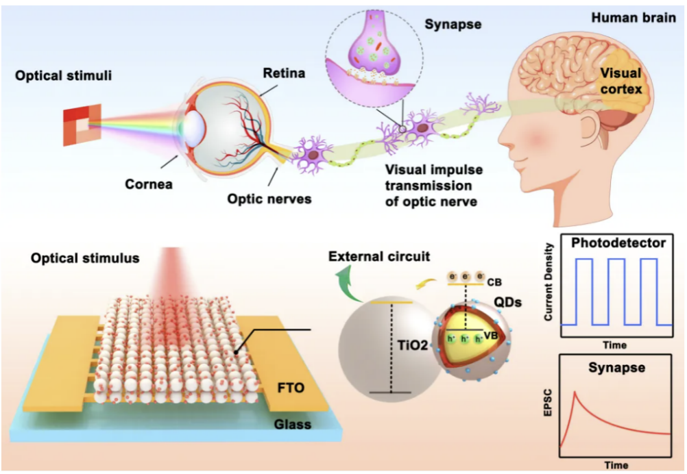童鑫1.png 童鑫1.png