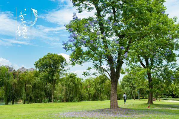 芒种.png 芒种.png