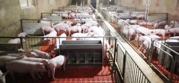 猪场内部 (1).jpg 43843cff37fb1a61847128dc130f8964.jpg