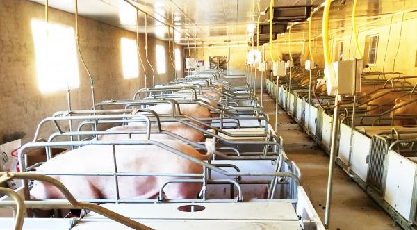 图片说明:遍布猪舍的各类传感器,可以自动检测调节温度、湿度、甲烷浓度等-1.jpg 图片说明:遍布猪舍的各类传感器,可以自动检测调节温度、湿度、甲烷浓度等-1.jpg