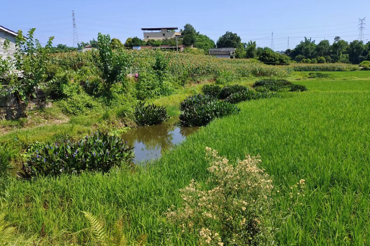【实践】生命学院红船实践队赴泸州市野火农业合作社参观调研