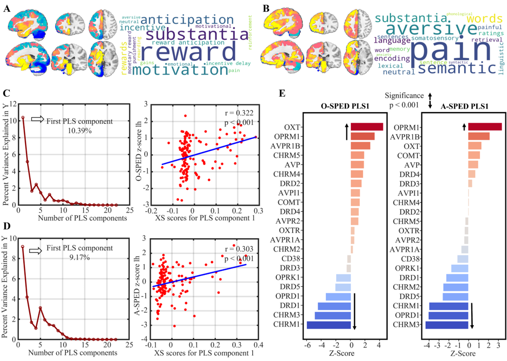 生命学院neuSCAN团队赵伟华副研究员在PNAS发表最新研究成果