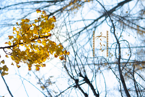 冬至.png 冬至.png