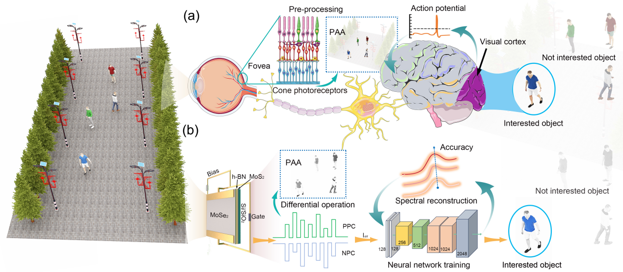基础院巫江/沈凯团队在Nature Communications上发表最新研究成果