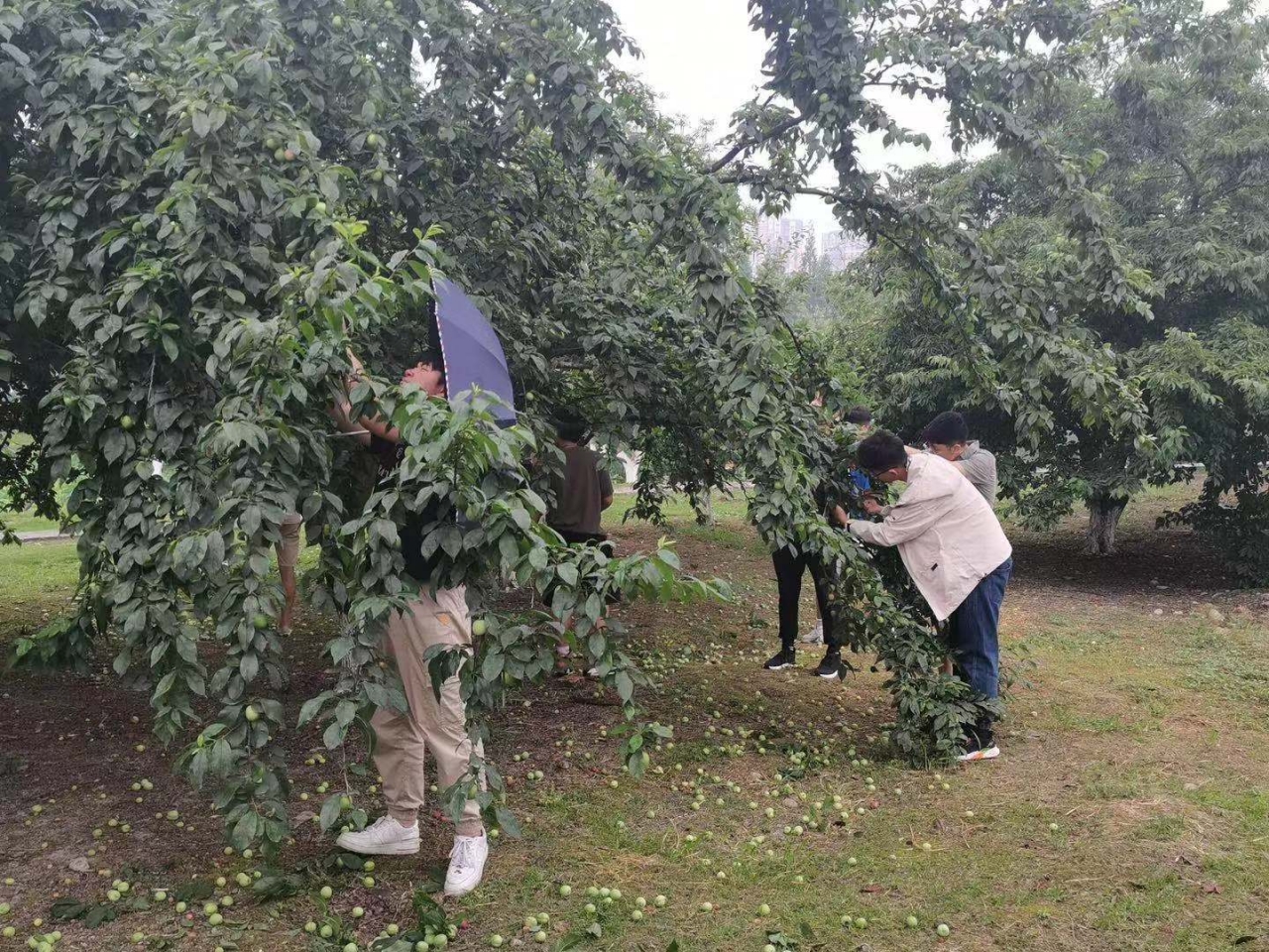 李树-2.jpg 李树-2.jpg