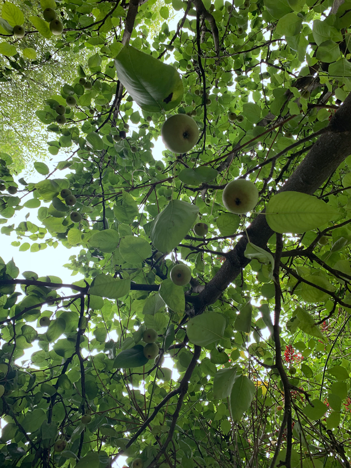 【毕业季】爱了爱了，成电“桃李”真香！