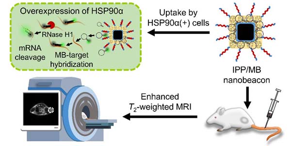 生命学院刘贻尧教授团队在Theranostics发表封面论文