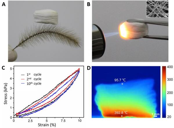 王宁教授团队在Science子刊Science Advances上发表科研成果