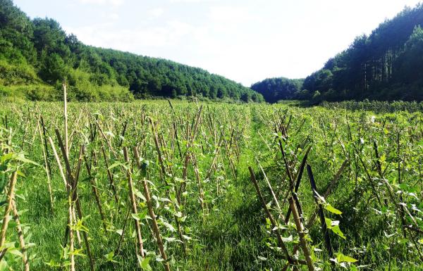 06、60余亩豇豆长势旺盛-1.jpg 06、60余亩豇豆长势旺盛-1.jpg