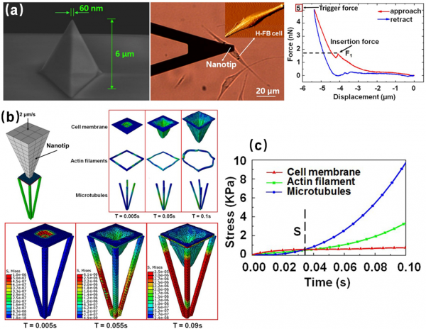 彭倍教授团队在《Small》上发表最新研究成果
