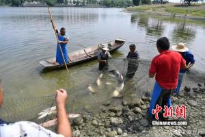 紫光阁官博：别人家的学校！捕1500斤大鱼请毕业生吃全鱼宴