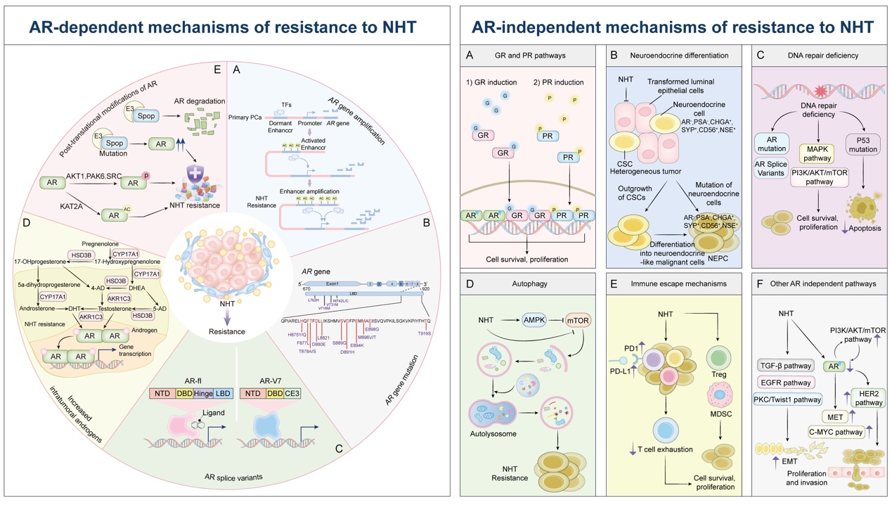 医学院熊玮教授及王志鹏博士在Journal of Pharmaceutical Analysis发表研究成果