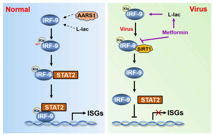 医学院郑慧教授团队在《美国科学院院刊》发表重要研究成果 揭示乳酸调控抗病毒免疫新机制