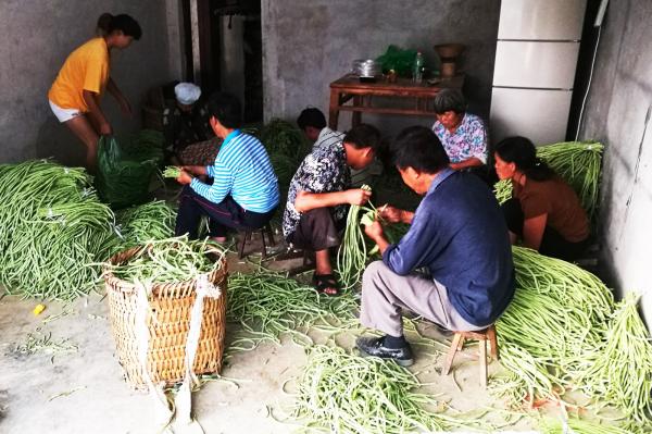 05、塔山村豇豆种植获丰收.jpg 05、塔山村豇豆种植获丰收.jpg