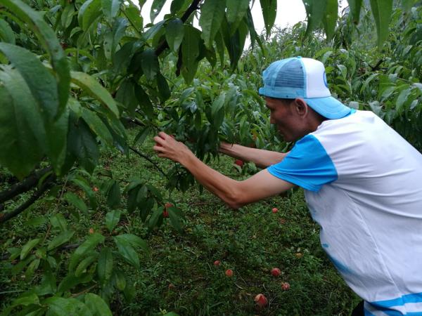 【扶贫在行动】电子科大师生定向采购塔山村鲜桃
