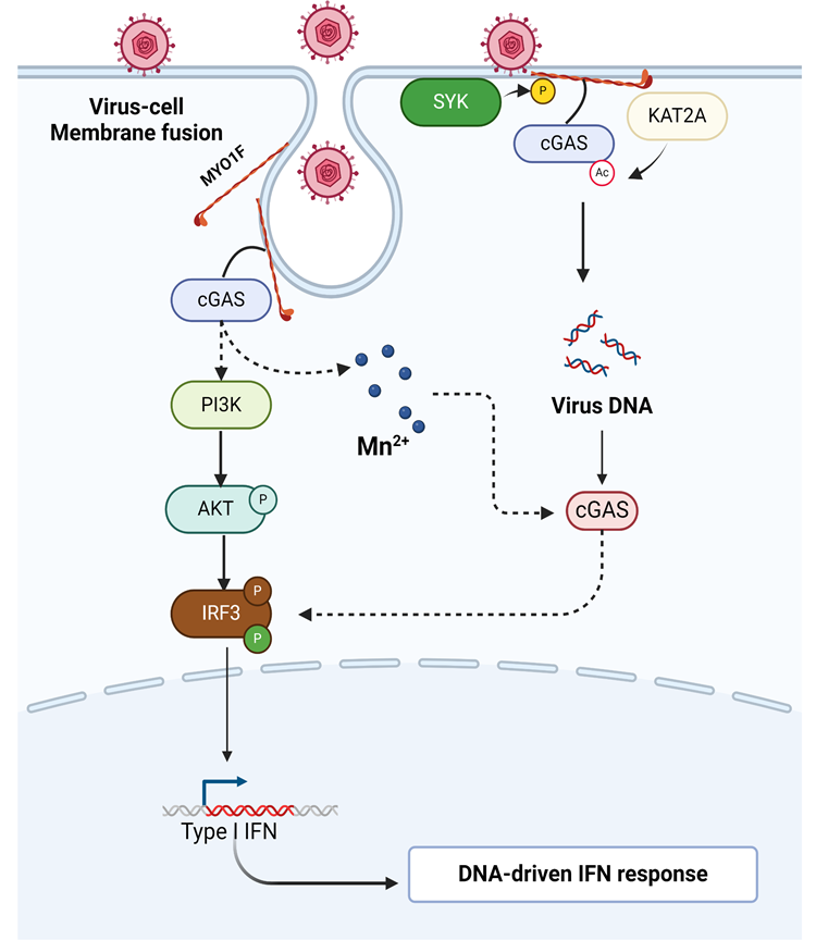 医学院王晨辉教授团队在Molecular Cell发表研究成果 提出质膜上cGAS的生物学功能