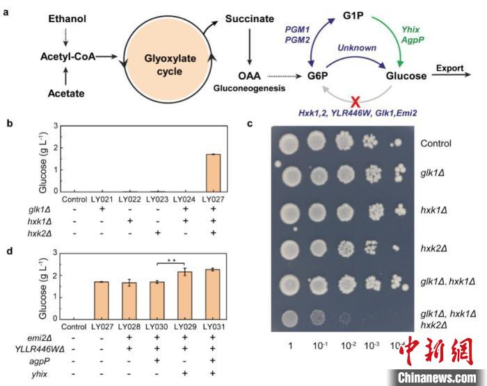 酿酒酵母菌株工程改造。 研究团队 供图 酿酒酵母菌株工程改造。 研究团队 供图