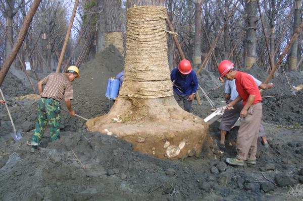 种植银杏树.JPG 8b8190b034138ca838dc5ffe8462c4b6.jpg