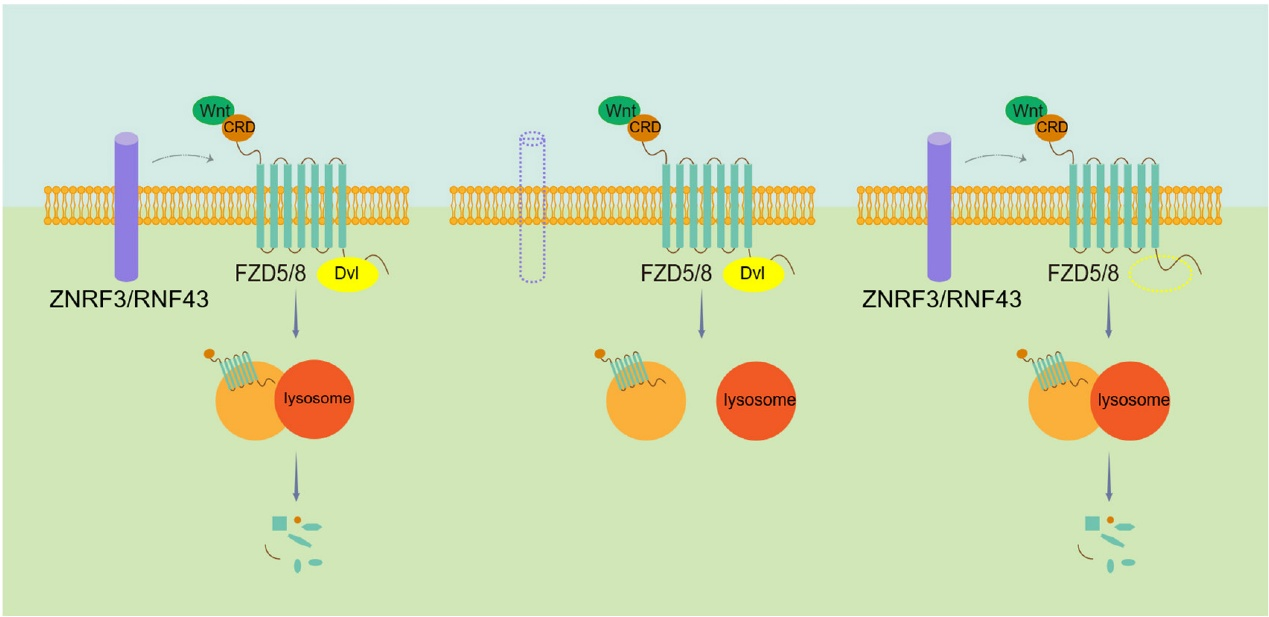 医学院张新军教授团队在《eLife》发表重要成果