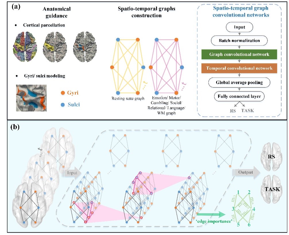 生命学院neuSCAN团队发表跨多个认知任务的大脑褶皱功能连接特性的最新研究成果