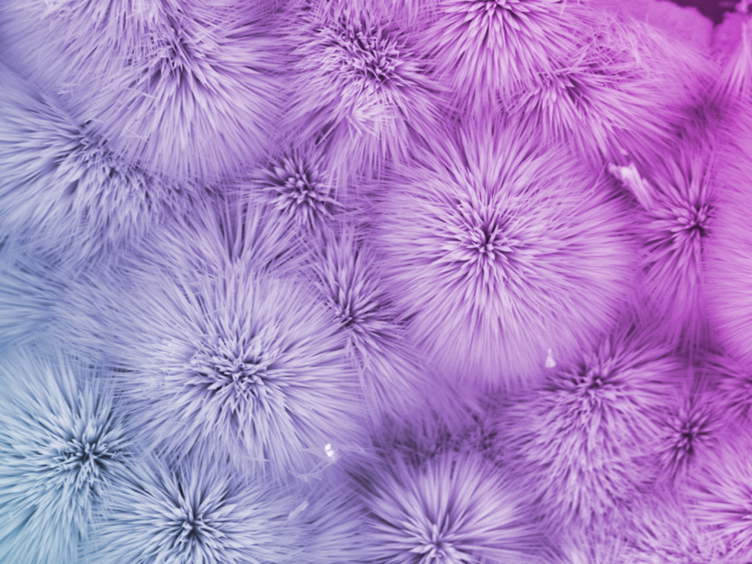 【发现成电】“纳”些花儿，真美！