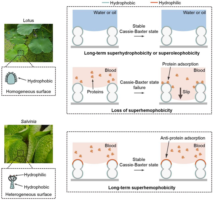 基础院邓旭教授团队在Advanced Materials发表生物医用材料相关研究成果