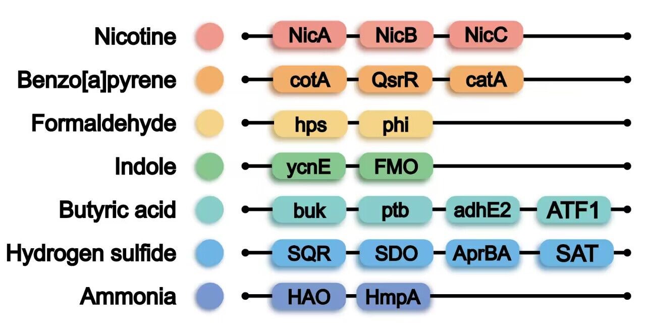 七种有害物质的降解通路.jpg 99e16703081254801a00b001d78909af_403fd.j