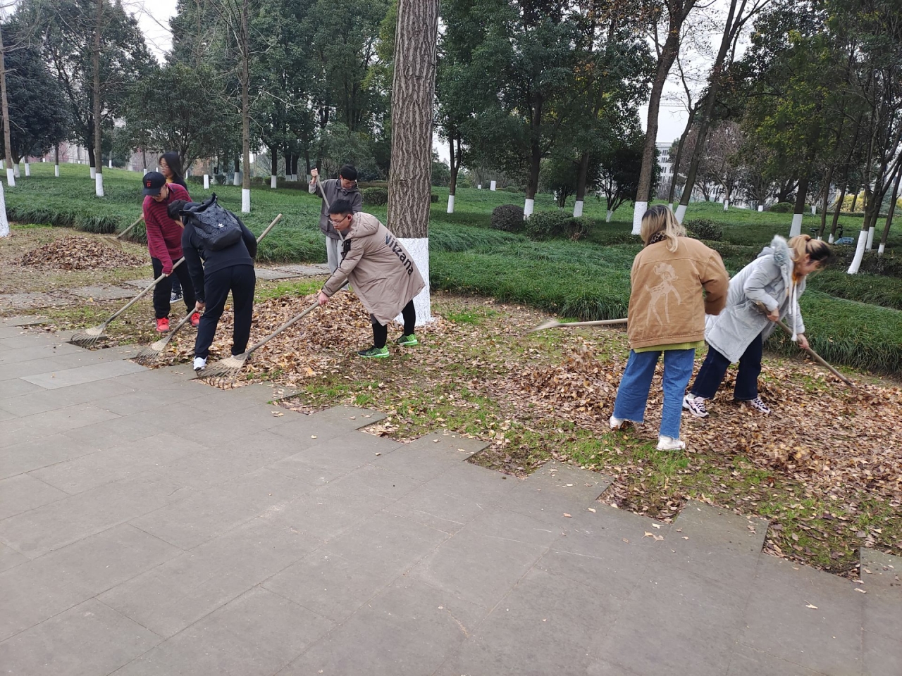 银杏落叶.jpg a2524566d4ecbbbabe6d290bcd6d84b1_e0c3d.j