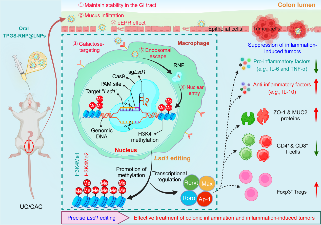 医学院肖波教授团队在Science Advances发表研究成果