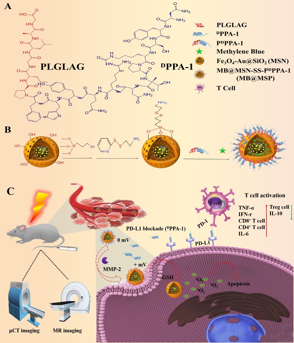 生命学院刘贻尧教授团队在《Biomaterials》发表论文