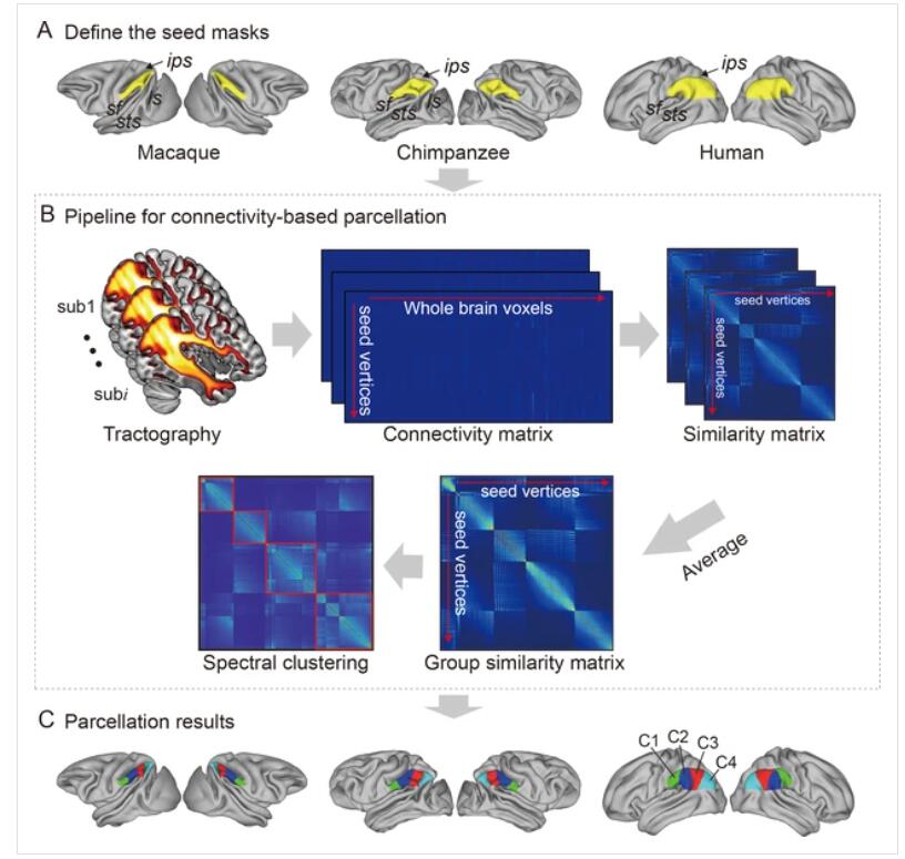 大脑半球不对称性的进化差异为研究人类本源增添新证据
