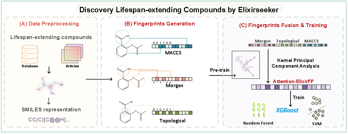 医学院本科生在知名期刊Aging Cell发表最新研究论文