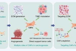 医学院陈梅华副研究员课题组在国际知名期刊Journal of Hematology & Oncology发表综述
