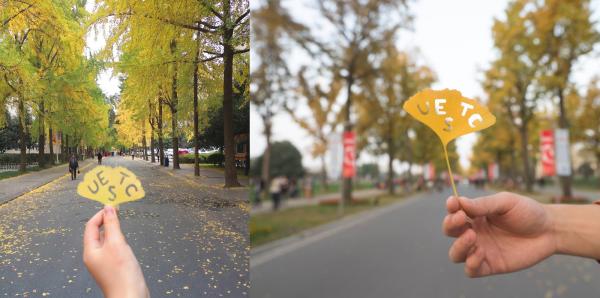 银杏大道.jpg 银杏大道.jpg