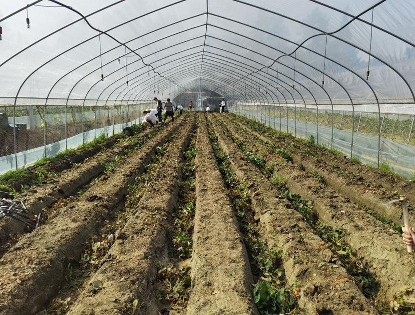 软件学院“信雅劳育工坊”开展“牵手草莓园，劳动育人行”活动