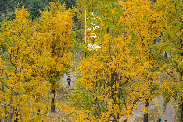 小雪.png 小雪.png