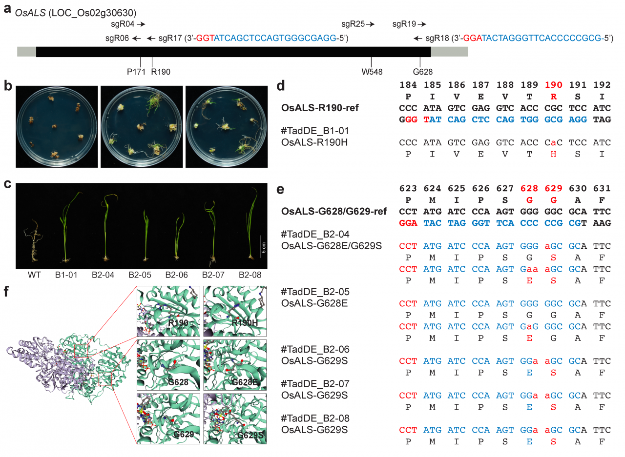 TadCBE-fig6_V3_画板 1.png c87abf59002ef2e07b05ec0a546b7f6e_cf5a2.p